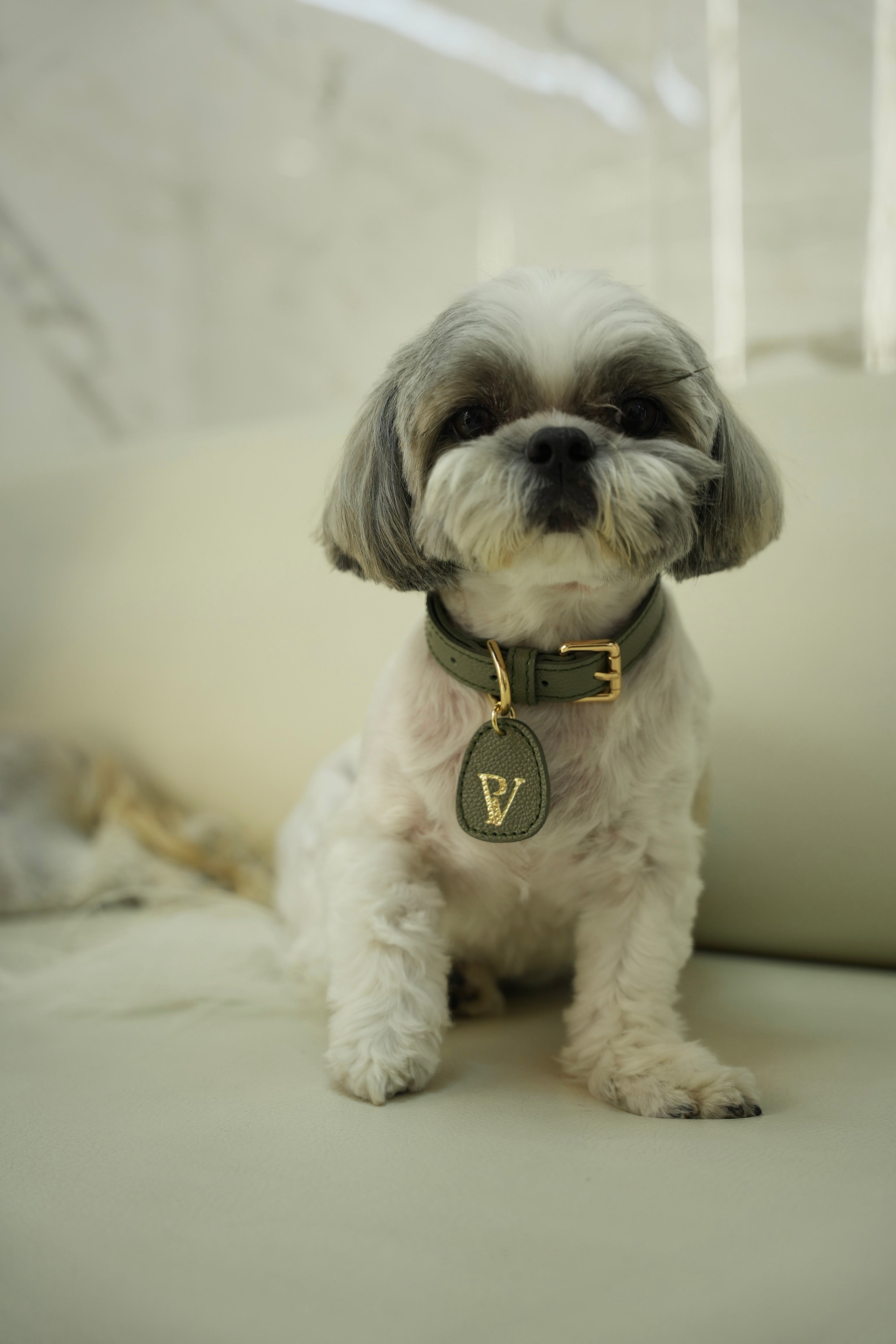 Correa en cuero verde oliva para perritos