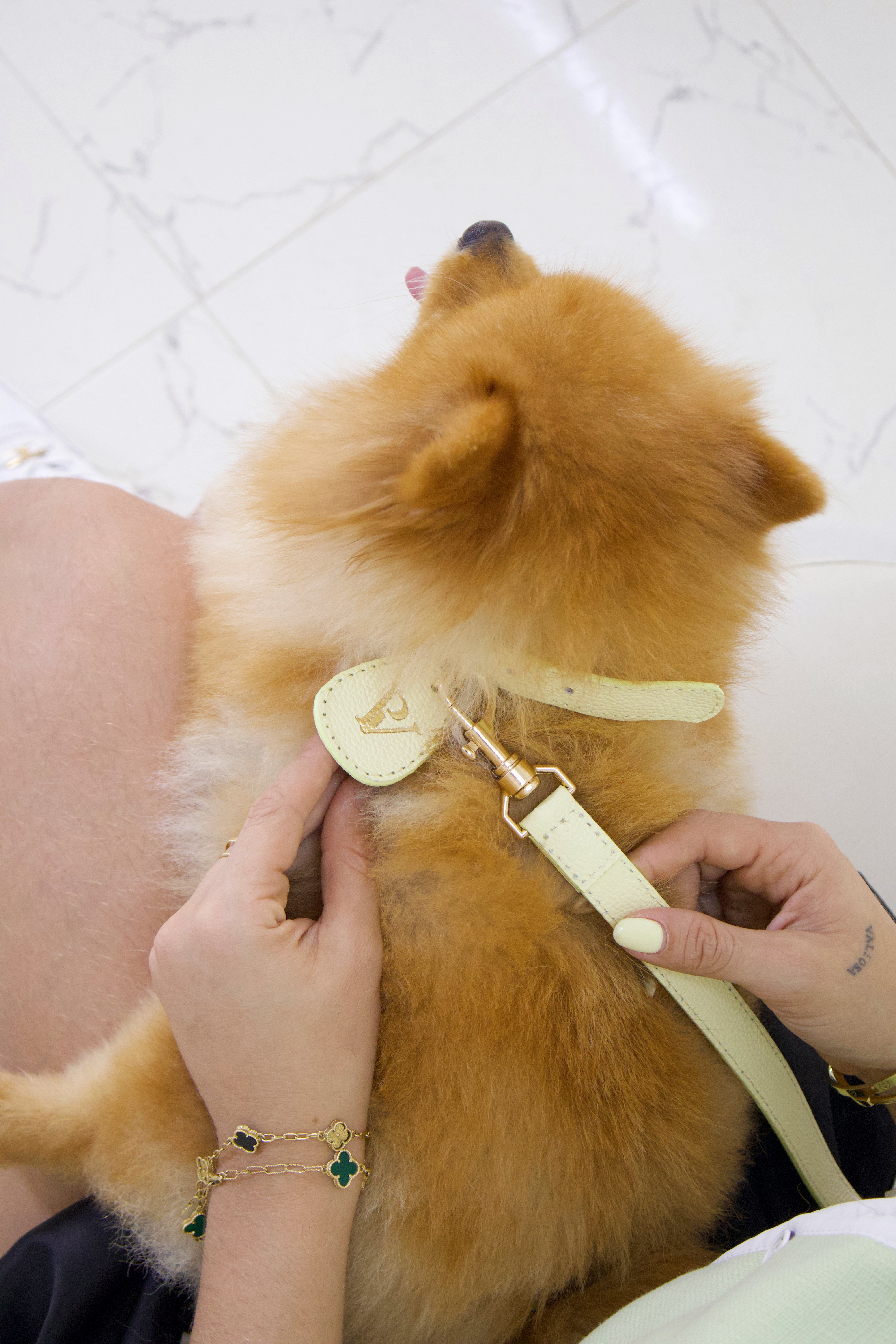 Correa en cuero amarillo para perritos entrega