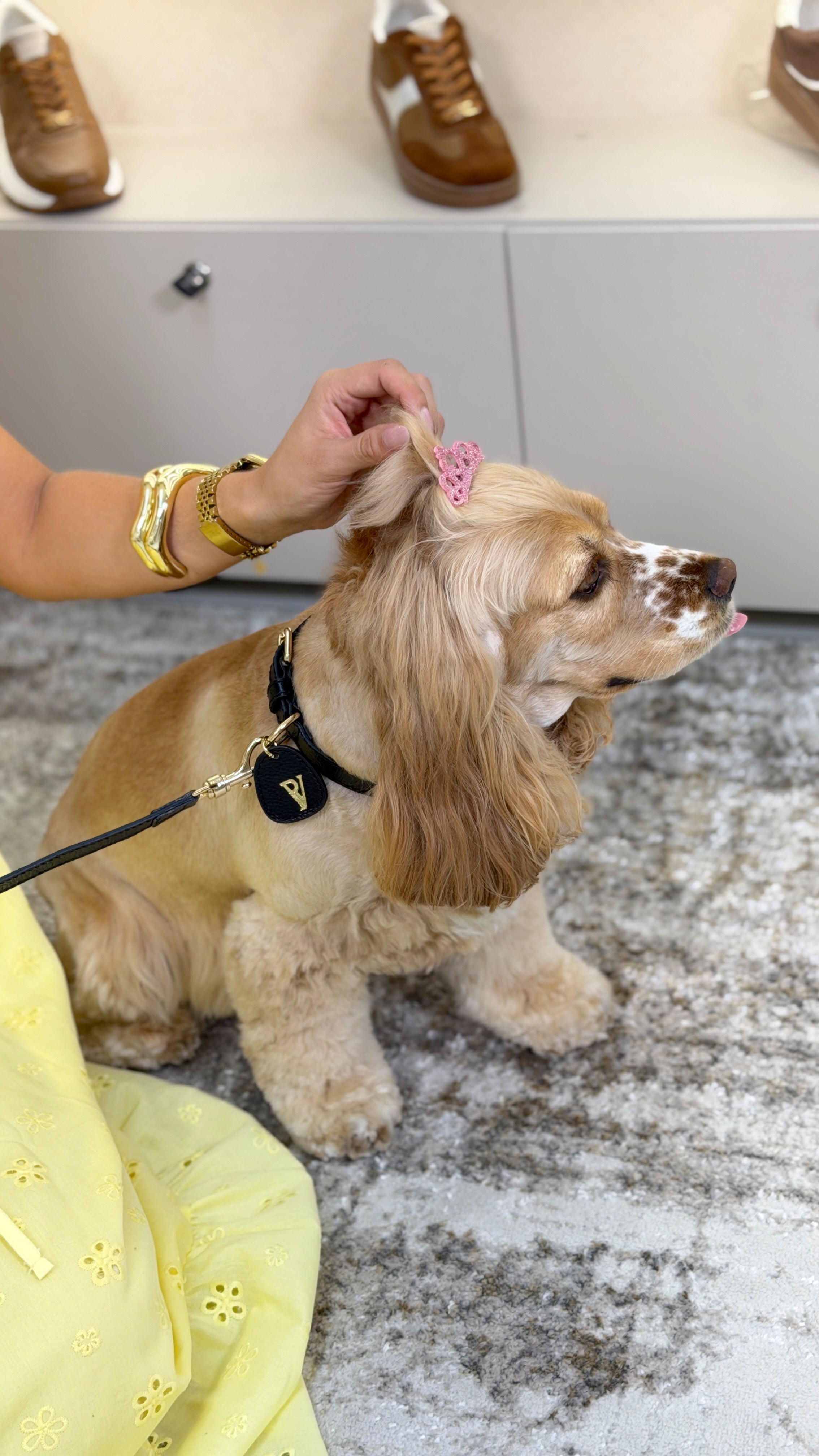 Correa en cuero negra para perritos