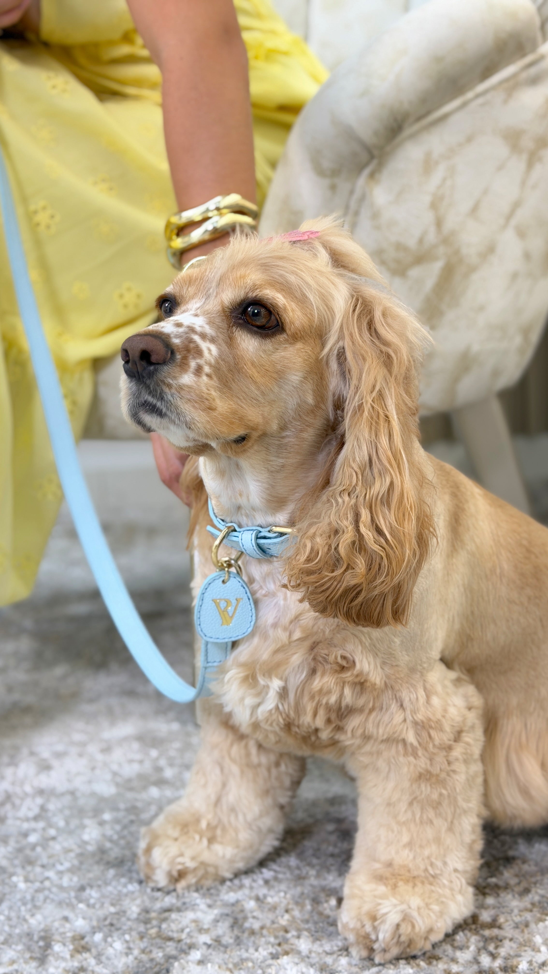 Correa en cuero celeste para perrito