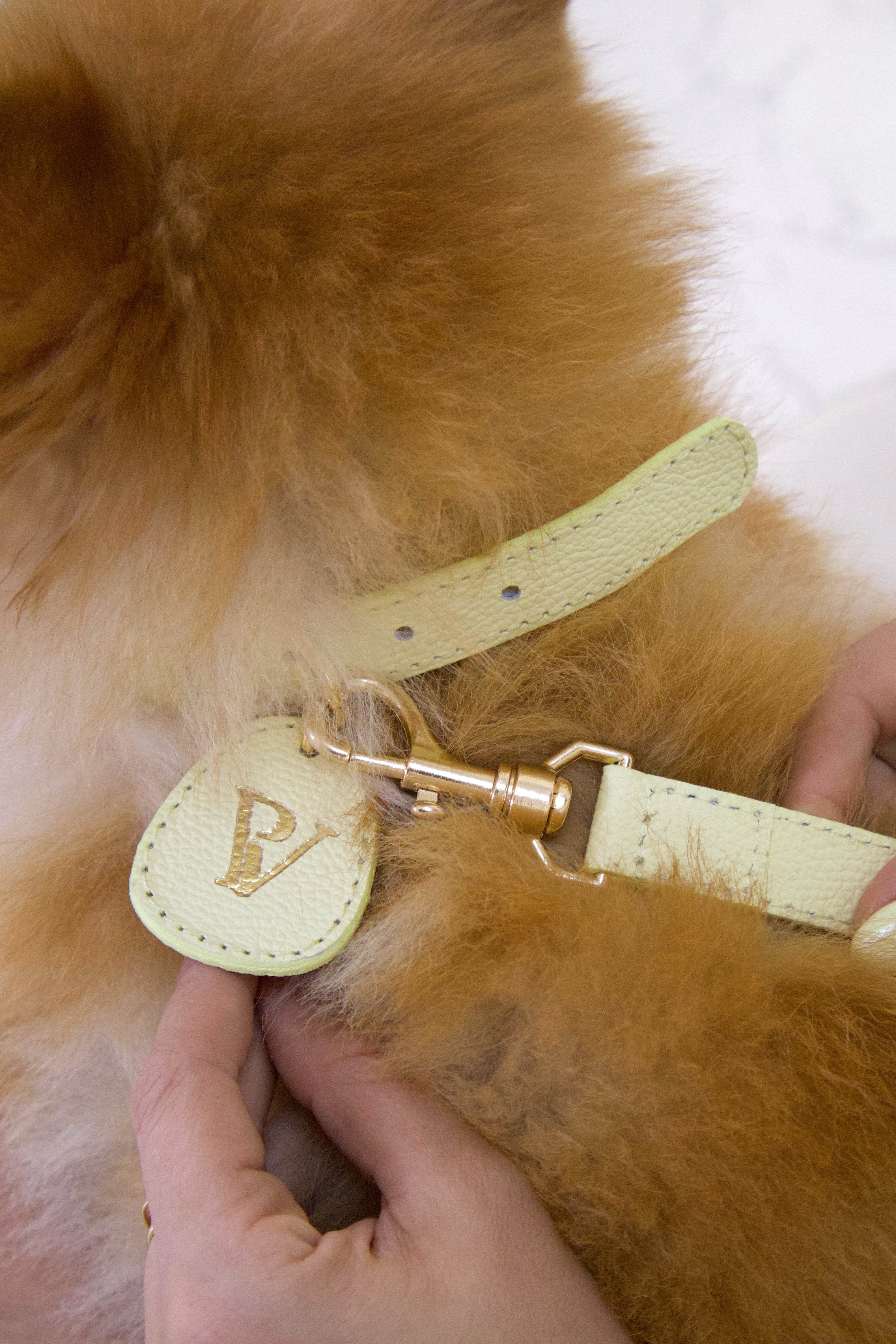 Correa en cuero amarillo para perritos entrega