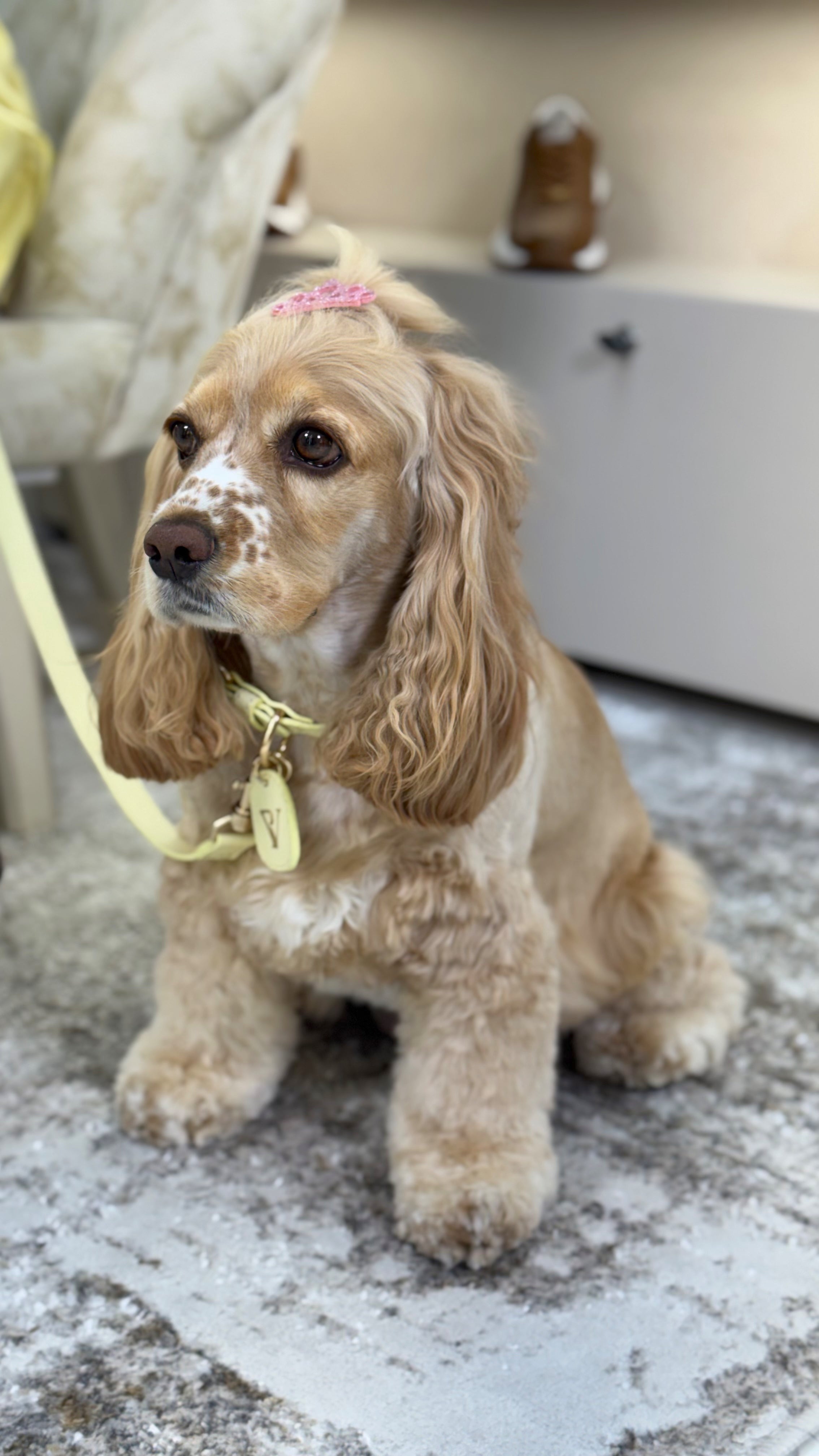 Correa en cuero amarillo para perritos