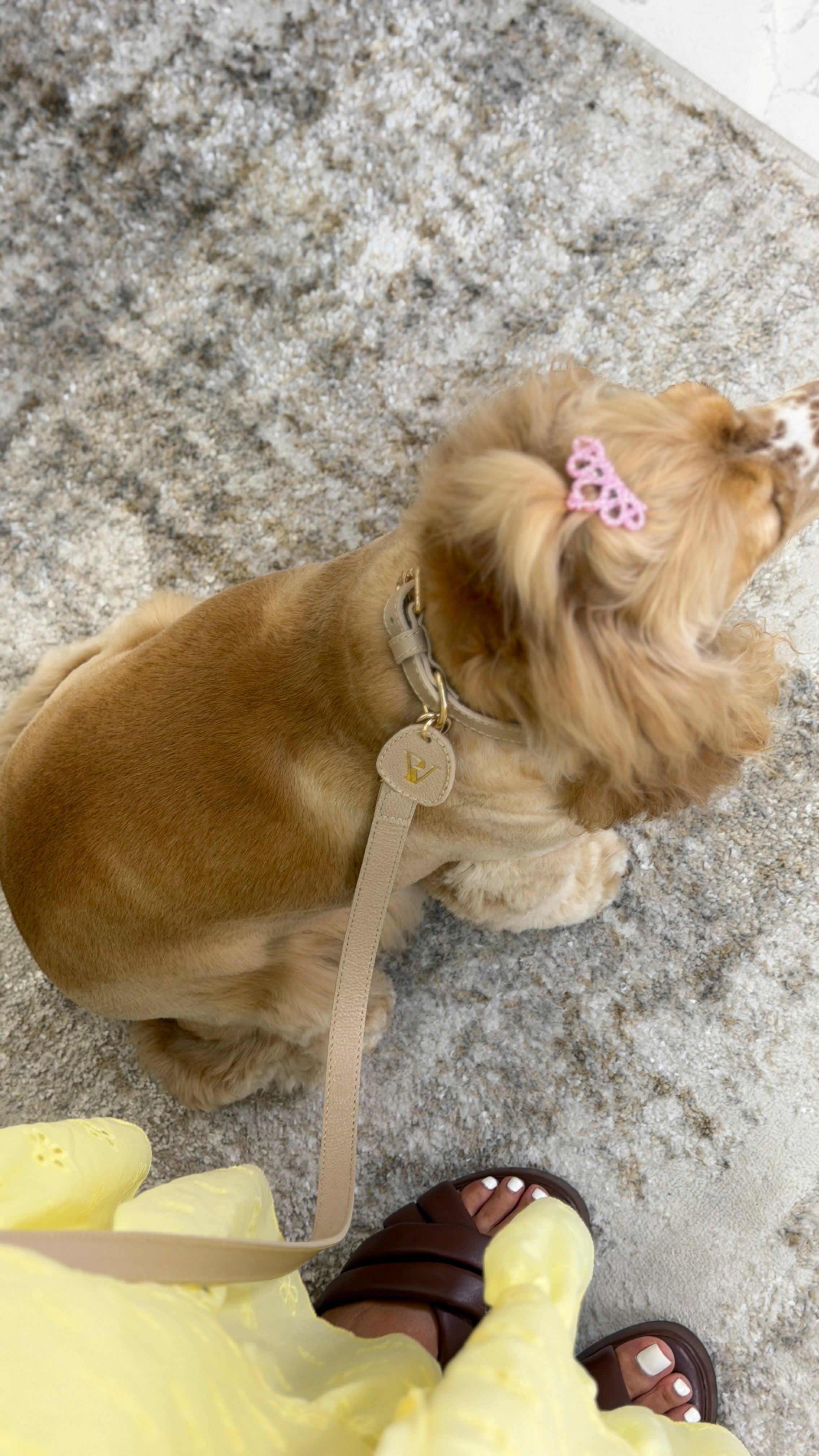 Correa en cuero arena para perritos
