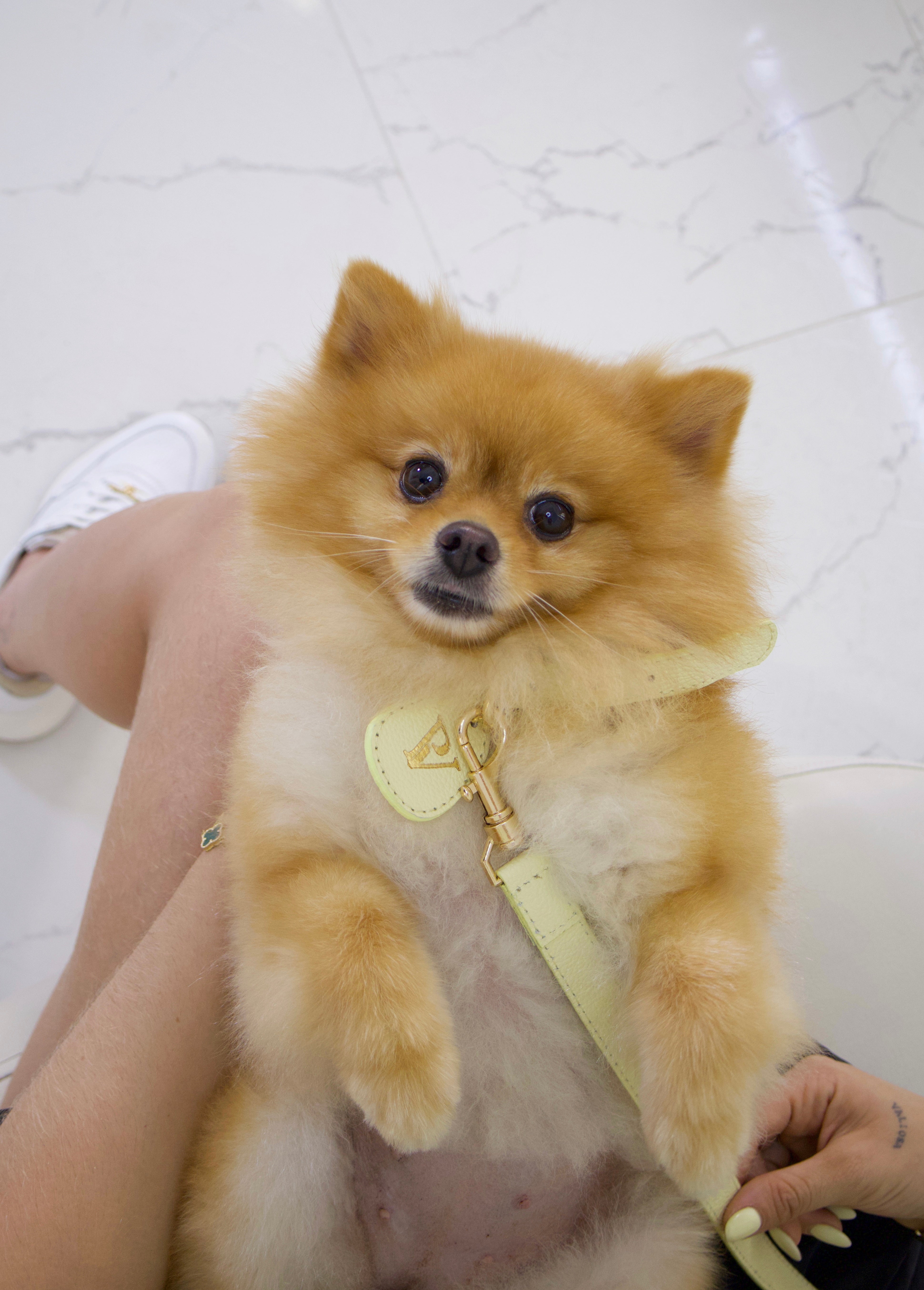 Correa en cuero amarillo para perritos entrega