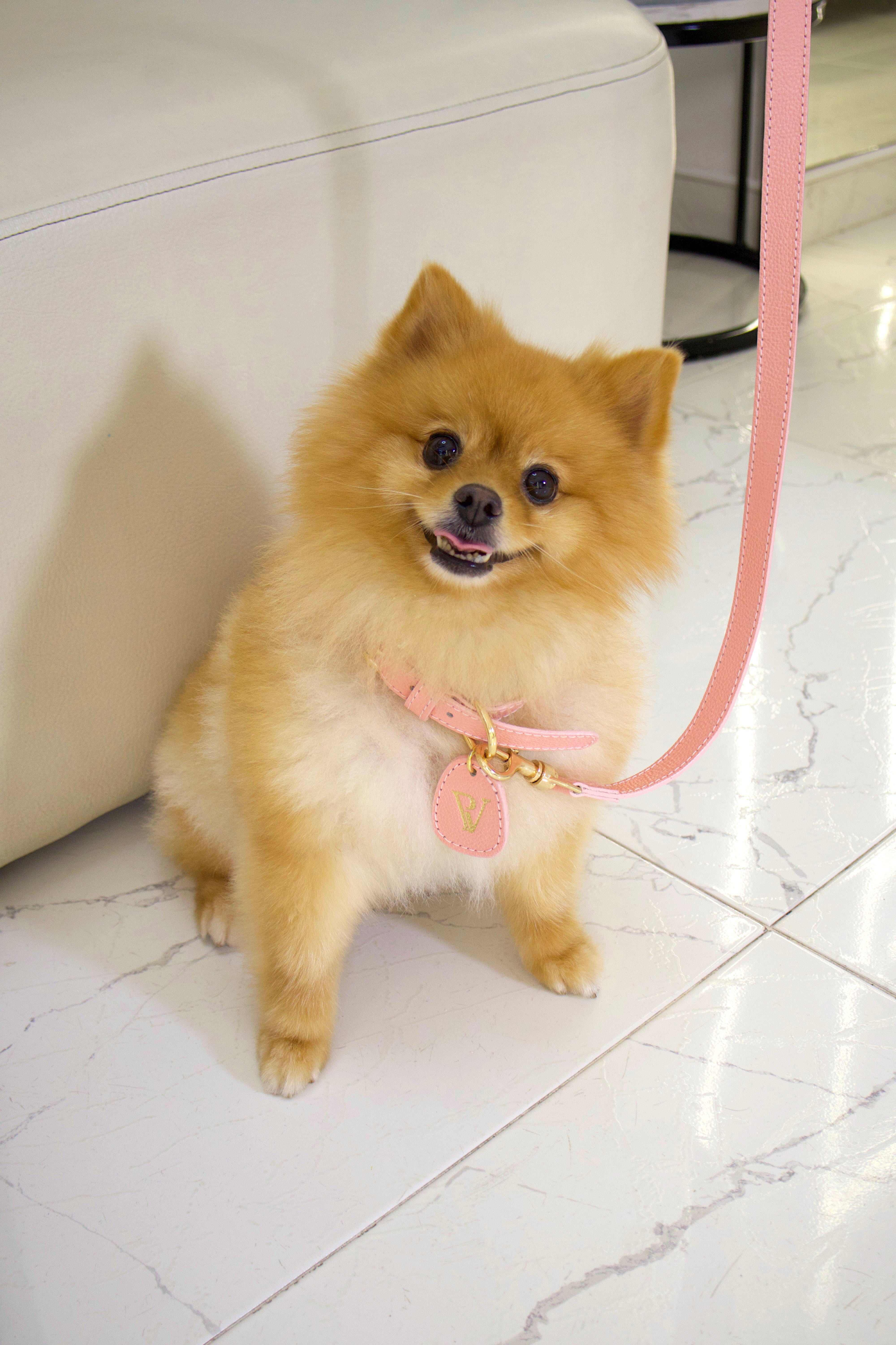 Correa en cuero  rosa para perritos