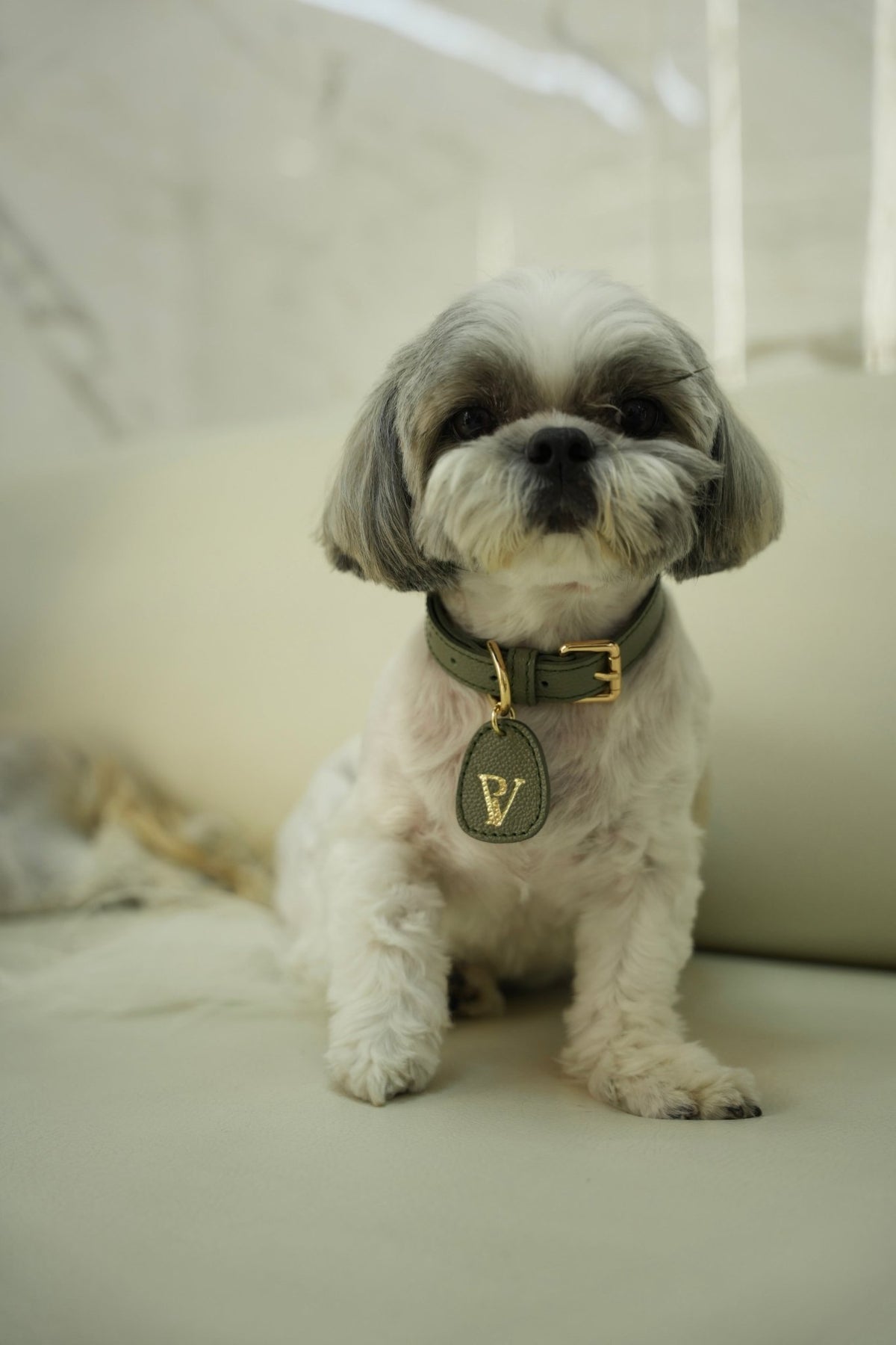 Correa en cuero verde oliva para perros - Paula Vélez - PAULA VELEZ